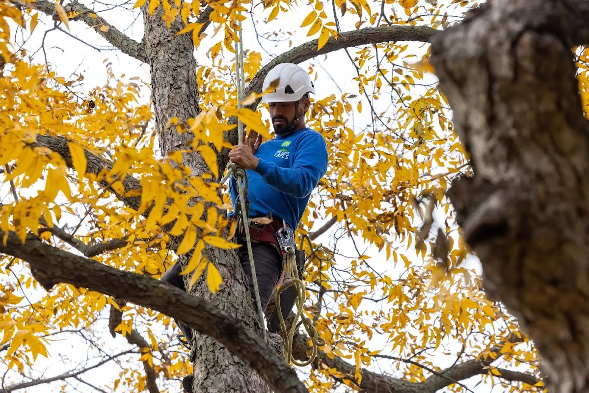 Skilled Tree Planting crew working in Kansas